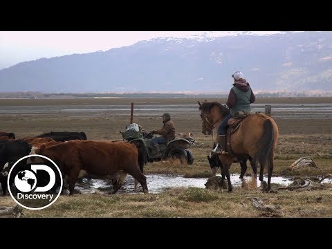 Cattle Herding | Alaska: The Last Frontier