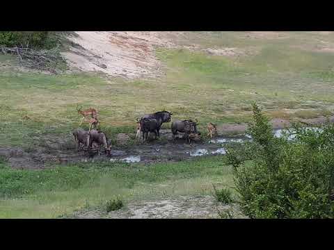 Djuma: Wildebeest herd with six calves at dam area - 15:48 - 01/03/20