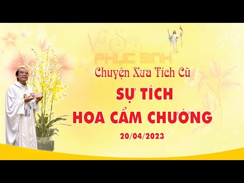 CHUYỆN XƯA TÍCH CŨ | SỰ TÍCH HOA CẨM CHƯỚNG | 20/04/2023