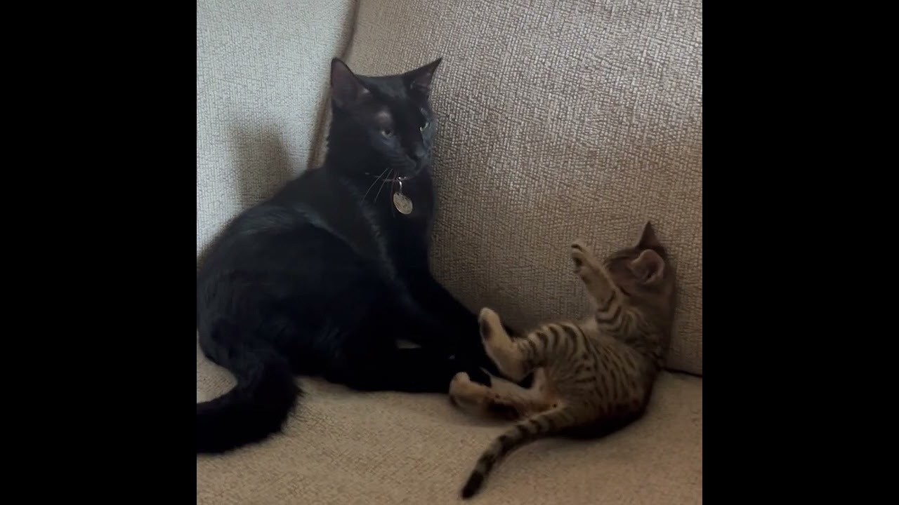 Enlarge Alberto, an adopted Domestic Short Hair in Fort Worth, TX video 4/4