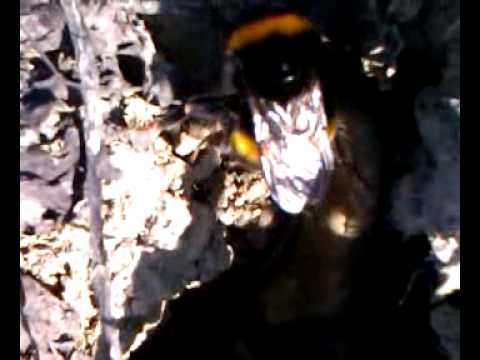 Große Erdhummel (Bombus magnus) Auf roter Liste in Deutschland (stark gefärdet)