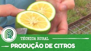 Saiba como produzir mudas de plantas cítricas