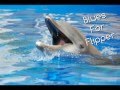 Blues For Flipper