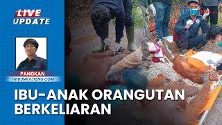 BKSDA Evakuasi Ibu dan Anak Orangutan Berkeliaran di Kebun Warga Bagendang Hilir Kotim Kalteng