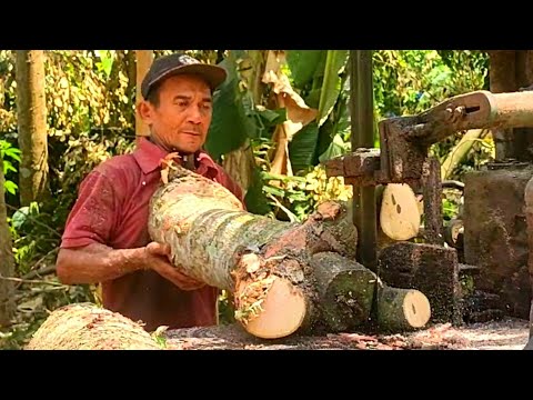 GOOD GRIEF,,!! Sawing Wadang Wood Shoots Like Chicken Claws