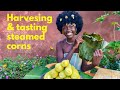 Harvesting Tasting Steamed Corns East Africa Viral Viralvideo Vlog