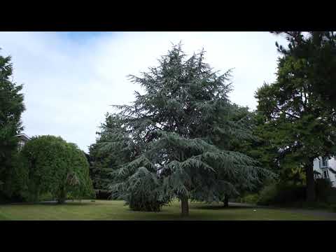 Blue Atlas cedar (Cedrus atlantica Glauca) - tree - June 2017