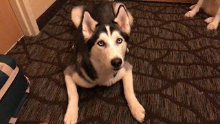 Hurricane Michael and Siberian Huskies Part 2