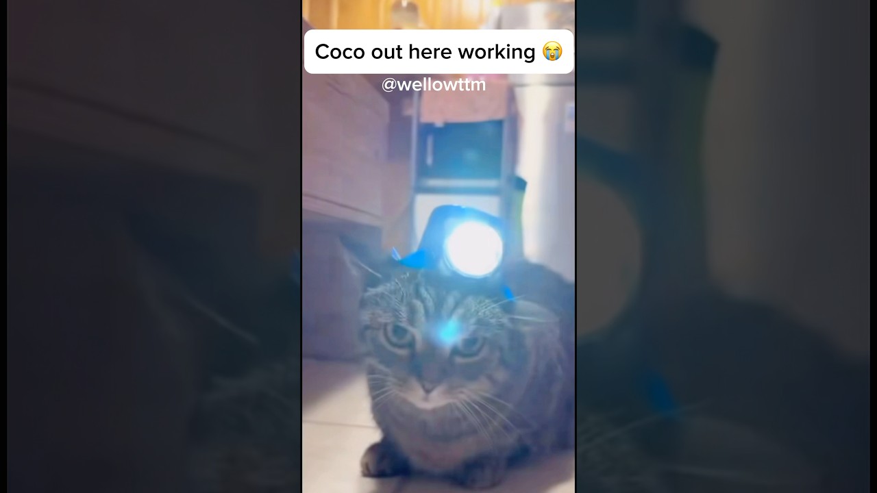 Everybody working #shorts  #cat #working #funny