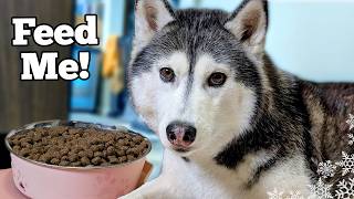 My Dogs Dinner Routine (Spring Edition!) | A Day in Our Dogs' Life