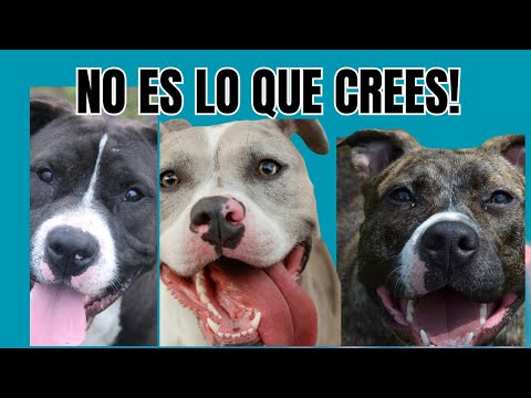 🐶✨10  verdades sobre  los pitbull que te  van a cambiar  la  forma  de  verlos🐕