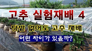 [텃밭농부 1,953]  고추실험재배 4. 텃밭이 없어도 재배하는 방법. #고추재배