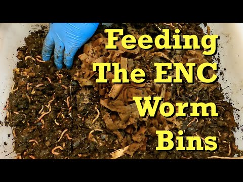 Check in after 8 days to feed Euro nightcrawler systems - worm farm vermicomposting