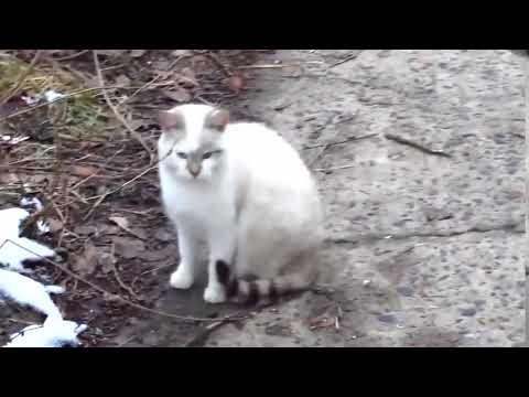 I found a new colony of cats with kittens 31