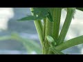 Episode 11 - hermie spotted!  From Seed to Harvest outside uk 2023