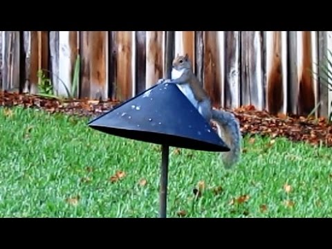 Squirrel Baffle Long Term Test and Review