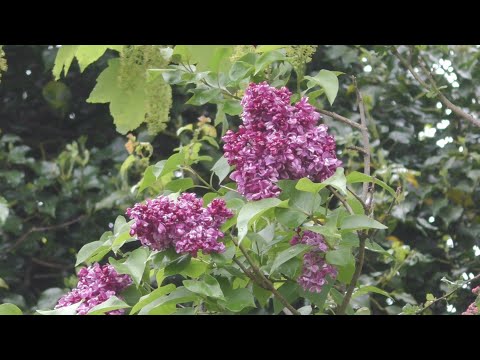 Morning Prayer – Monday, 17th May 2021