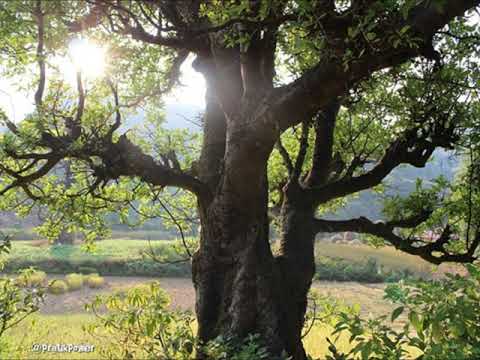 Glória - Missa Simples - Frei Joel Postma