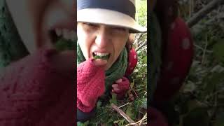 Wild strawberry leaves