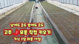 고추 가식 2일 파종 19일 괴산 청결고추 모종 직접 키우기 자연울림 괴산 풀뿌리농장 석성수 재배방식 괴산유…