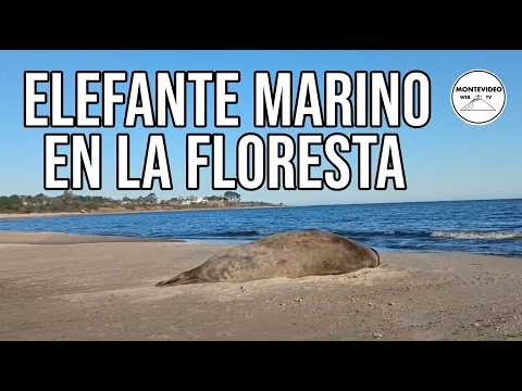 Elefante marino apareció en la playa de La Floresta, Canelones, Uruguay