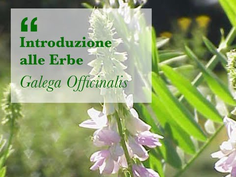 Introduzione alle Erbe con Nerella Tozzato di Erboristeria Erbamia "Galega Officinalis"
