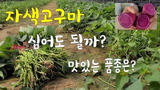 자색고구마 품종과 최고 맛있는 고구마는 어떻게 만들까 ?