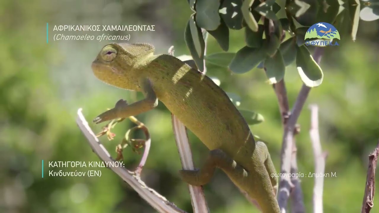 Αφρικανικός χαμαιλέοντας (Chamaeleo africanus)