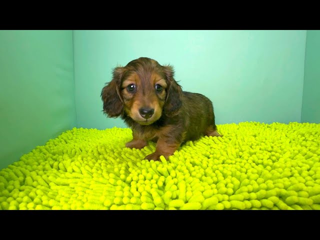 (子犬) 犬種：ダックスフンド・ミニチュア・ロング 男の子 ブリーダー マロニエケンネル　MARRONNIER KENNEL k3702の画像
