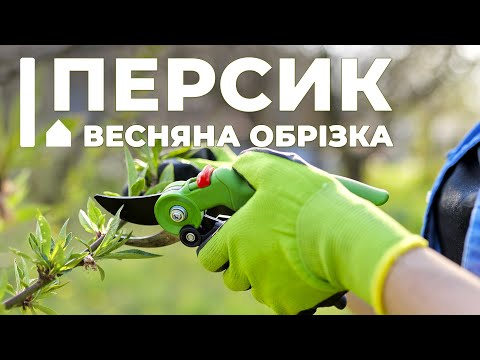 Весняна обрізка персика – розбираємось, як не нашкодити дереву
