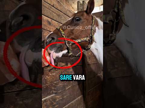 DE CE LING CAII SAREA VARA?😱🐴 #povesti