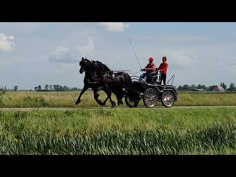 Stal Okkema's Zeyn & Gerrit - pair of geldings