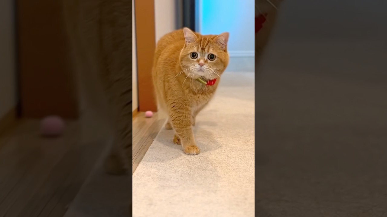 Baby Brother Remembers Everything… 😈