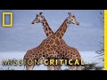 Can Ranching Save Giraffes? | Mission Critical