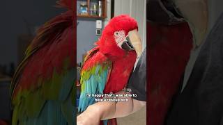 Santina Rescue Green-Winged Macaw From Adoption to Lori