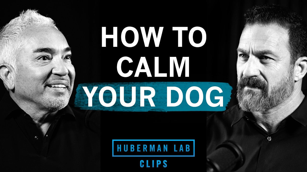 How to Calm an Anxious Dog | Cesar Millan & Dr. Andrew Huberman