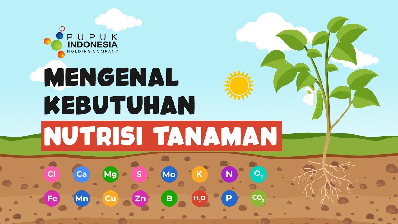 Mengenal Kebutuhan Nutrisi Tanaman