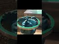 Go No Go Ring Video