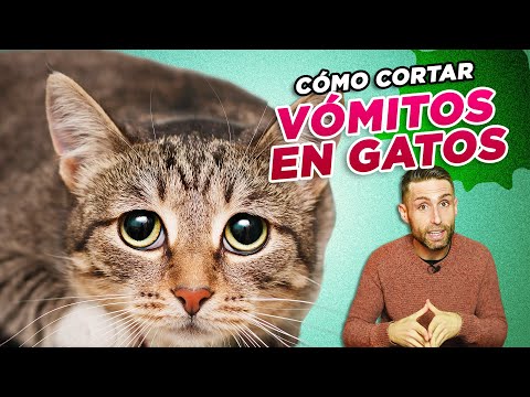 Guía práctica sobre VÓMITOS DE LOS GATOS y cómo cortarlos 🐱🤢 Cómo hacer DIETA BLANDA para gatos