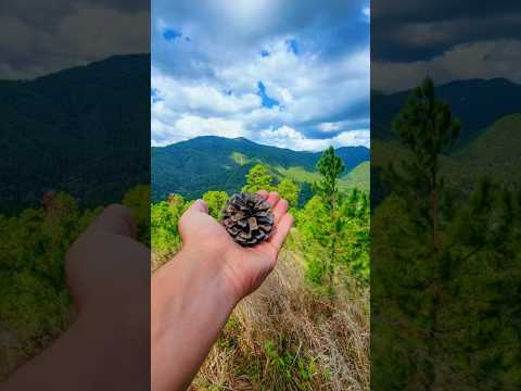 🌲 ¿Reconocés este lugar? ¡Es Dipilto, Nueva Segovia! 🇳🇮☕