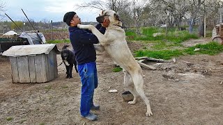 CIOBANESC KANGAL TURCESC - MURAD LA 1 AN SI 5 LUNI