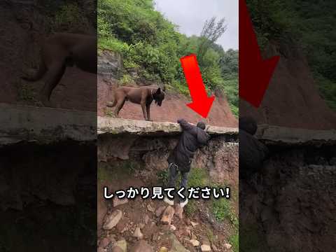 彼は素敵な子犬を置いた