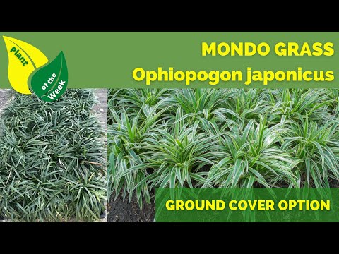 Mondo Grass | Ophiopogon japonicus | Lawn Alternative | Ground Cover