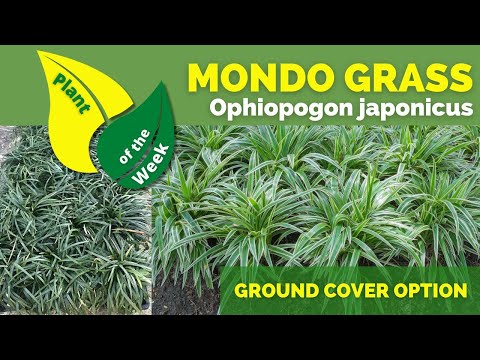 Mondo Grass | Ophiopogon japonicus | Lawn Alternative | Ground Cover