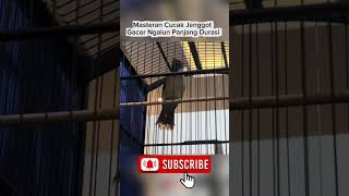 Download lagu Masteran Cucak Jenggot Gacor Ngalun Panjang Durasi!!!! mp3