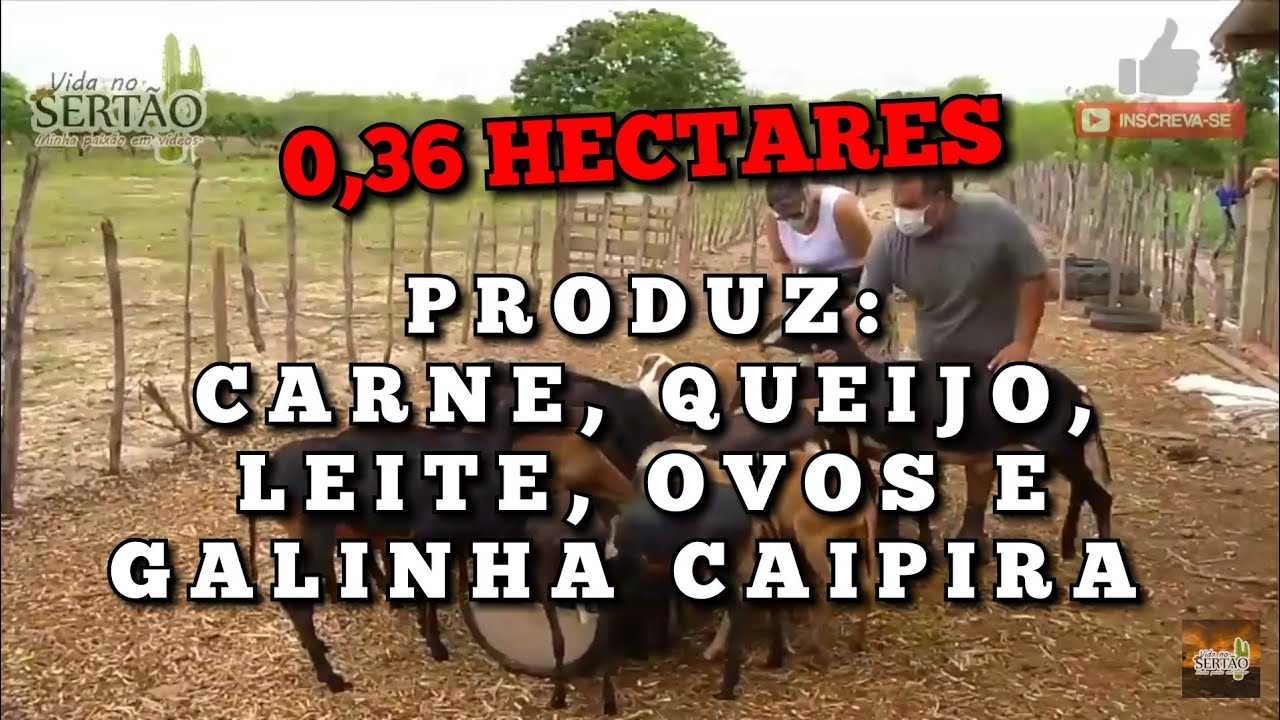GRANDE PRODUÇÃO RURAL EM MENOS DE MEIO HECTARE 😲😲😲