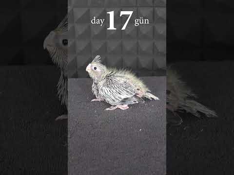 Cockatiel baby bird 1 to 42 days growth stages#trending #shorts