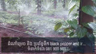 Download the video "ម្រេច និង ប្រព័ន្ធទឺក Black pepper and irrigation system"