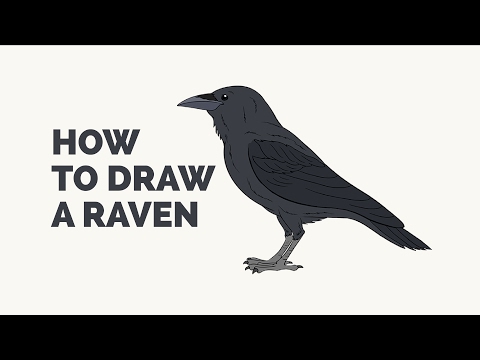 How to Draw a Raven - Easy Step-by-Step Drawing...
