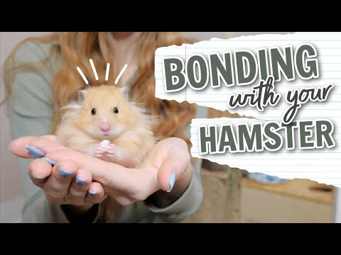 How to Bond with your Hamster